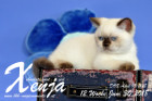 Xenja ist 12 Wochen alt ( 30.06.2018 )