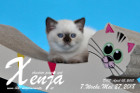 Xenja ist 7 Wochen alt ( 27.05.2018 )