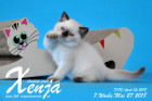 Xenja ist 7 Wochen alt ( 27.05.2018 )