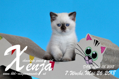 Xenja ist 7 Wochen alt ( 27.05.2018 )