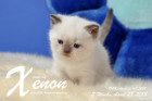 Xenon ist 3 Wochen alt ( 28.04.2018 )