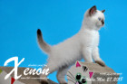 Xenon ist 7 Wochen alt ( 27.05.2018 )