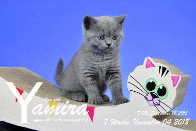 Yamira ist 7 Wochen alt ( 04.11.2018 )