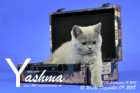 Yashma ist 12 Wochen alt ( 09.12.2018 )