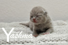 Yashma ist 5 Tage alt ( 23.09.2018 )