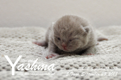 Yashma ist 5 Tage alt ( 23.09.2018 )