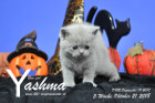 Yashma ist 5 Wochen alt ( 21.10.2018 )