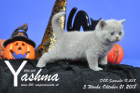 Yashma ist 5 Wochen alt ( 21.10.2018 )