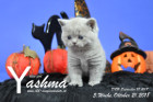 Yashma ist 5 Wochen alt ( 21.10.2018 )