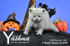 Yashma ist 5 Wochen alt ( 21.10.2018 )
