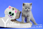 Yashma ist 7 Wochen alt ( 04.11.2018 )