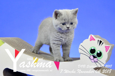 Yashma ist 7 Wochen alt ( 04.11.2018 )