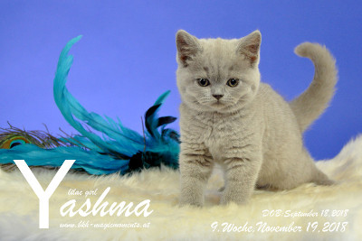 Yashma ist 9 Wochen alt ( 19.11.2018 )