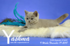Yashma ist 9 Wochen alt ( 19.11.2018 )