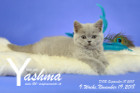 Yashma ist 9 Wochen alt ( 19.11.2018 )