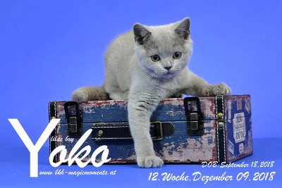 Yoko ist 12 Wochen alt ( 09.12.2018 )