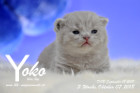Yoko ist 3 Wochen alt ( 07.10.2018 )