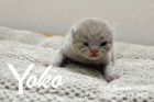 Yoko ist 5 Tage alt ( 23.09.2018 )