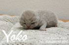 Yoko ist 5 Tage alt ( 23.09.2018 )