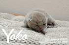 Yoko ist 5 Tage alt ( 23.09.2018 )