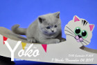 Yoko ist 7 Wochen alt ( 04.11.2018 )