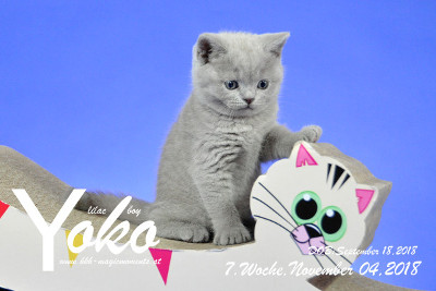Yoko ist 7 Wochen alt ( 04.11.2018 )