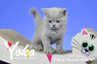 Yoko ist 7 Wochen alt ( 04.11.2018 )