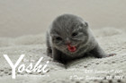 Yoshi ist 5 Tage alt ( 23.09.2018 )