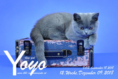 Yoyo ist 12 Wochen alt ( 09.12.2018 )