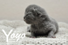 Yoyo ist 5 Tage alt ( 23.09.2018 )