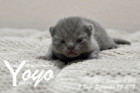 Yoyo ist 5 Tage alt ( 23.09.2018 )