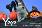 Yoyo ist 5 Wochen alt ( 21.10.2018 )