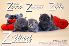Unser Z-Wurf ist 3 Wochen alt ( 09.02.2019 )