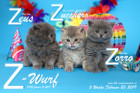 Unser Z-Wurf ist 5 Wochen alt ( 23.02.2019 )