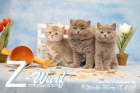 Unser Z-Wurf ist 9 Wochen alt ( 18.03.2019 )