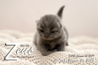 Zeus ist 10 Tage alt ( 26.01.2019 )