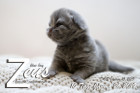 Zeus ist 10 Tage alt ( 26.01.2019 )