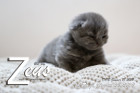 Zeus ist 10 Tage alt ( 26.01.2019 )