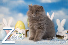 Zeus ist 12 Wochen alt ( 08.04.2019 )