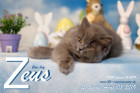Zeus ist 12 Wochen alt ( 08.04.2019 )
