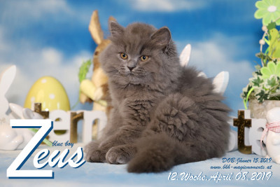 Zeus ist 12 Wochen alt ( 08.04.2019 )