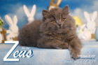 Zeus ist 12 Wochen alt ( 08.04.2019 )
