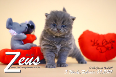 Zeus ist 3 Wochen alt ( 09.02.2019 )