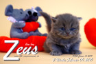 Zeus ist 3 Wochen alt ( 09.02.2019 )