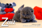 Zeus ist 3 Wochen alt ( 09.02.2019 )