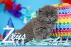 Zeus ist 5 Wochen alt ( 23.02.2019 )