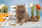 Zeus ist 9 Wochen alt ( 18.03.2019 )