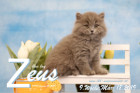 Zeus ist 9 Wochen alt ( 18.03.2019 )