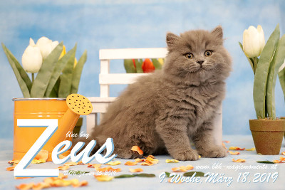 Zeus ist 9 Wochen alt ( 18.03.2019 )