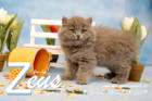 Zeus ist 9 Wochen alt ( 18.03.2019 )